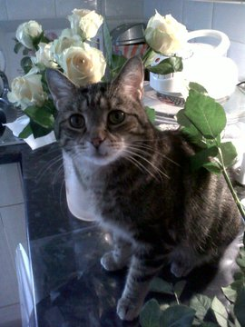 Major Apollo Tom tweet media