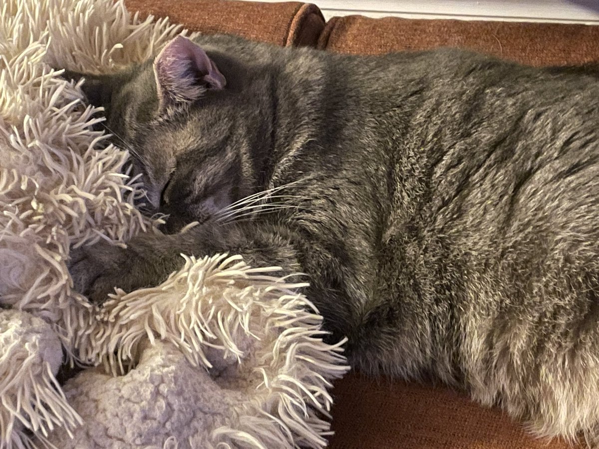 nycatwarriors's tweet photo. @stinky_boots Feel better, bootz. Try dis prescripshun from Dr. Baloo https://t.co/7xJqYmancB