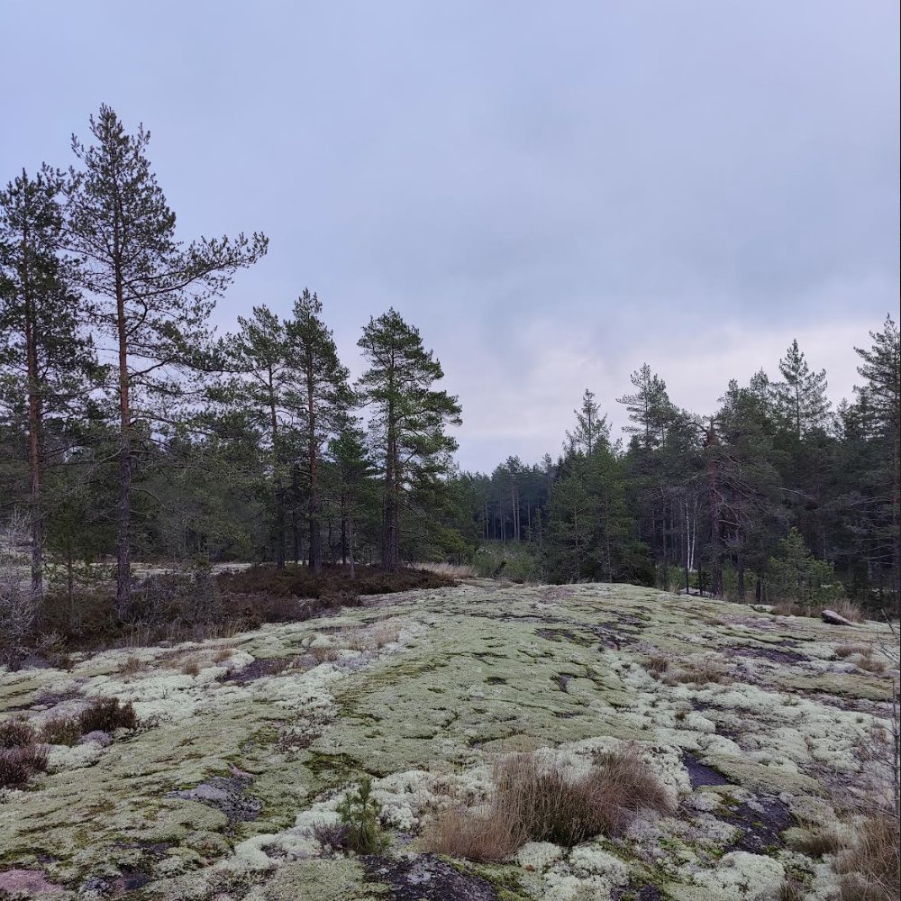 Kevät lähestyy ja 16.4. juostaan Ankkurirastit. Luvassa pidennetty keskimatka huippumaastossa!
angelniemenankkuri.com/index.php?page…