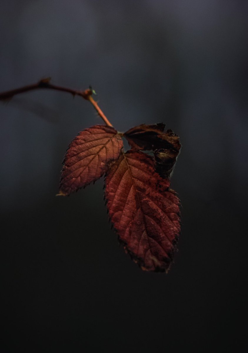 NithuSarath's tweet image. #macromonday #moody #moodsinframe #macrohour #raw_mood #TwitterNatureCommunity #TwitterNaturePhotography #sonyalpha7iii