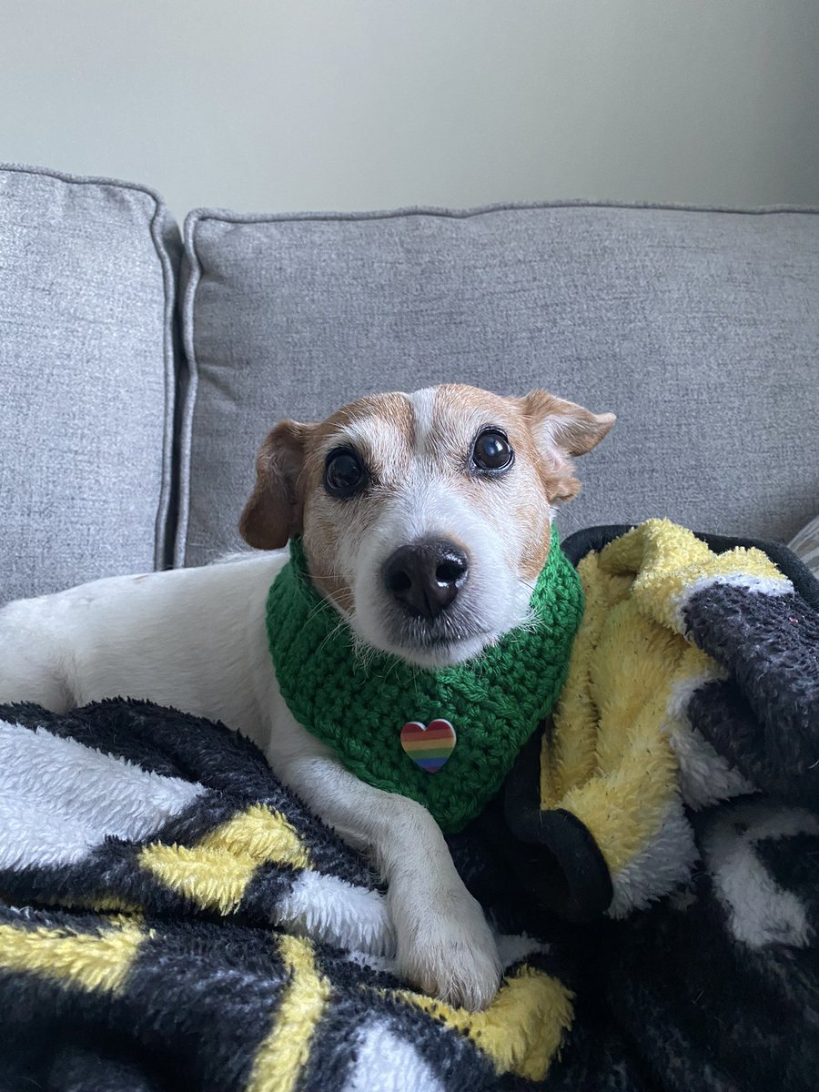 DaisyMaeJack's tweet photo. Happy Monday Frens. I’m not mad at Mum anymore. I’m sporting my new scarf for Shenanigans month from @PetuniaMaePug isn’t it bootiful?! Have a magical Monday! 🐾☘️ #irishdog #MondayMorning #dogs #dogsoftwitter #CatsofTwittter https://t.co/nv5SpwgsFs