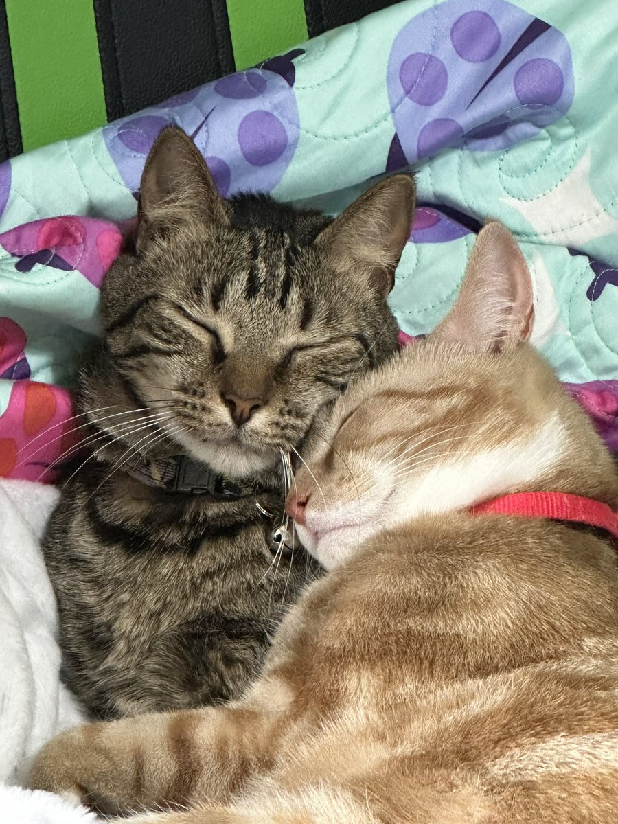 gromit41187's tweet photo. @alexskyline_ Have some cute kittys.  You got this girlie!  FYI I miss youuu https://t.co/dPlNKkDe3X