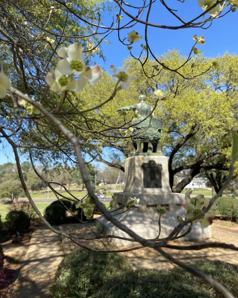 Seems the blooms are slowly opening early all over town! Next week should be a beautiful week to come spot these delicate flowers. Remember, the blooms are open for 21 days from start to finish, and we still have plenty of trees that are still full of bu… instagr.am/p/Cpcx4x4MCoj/