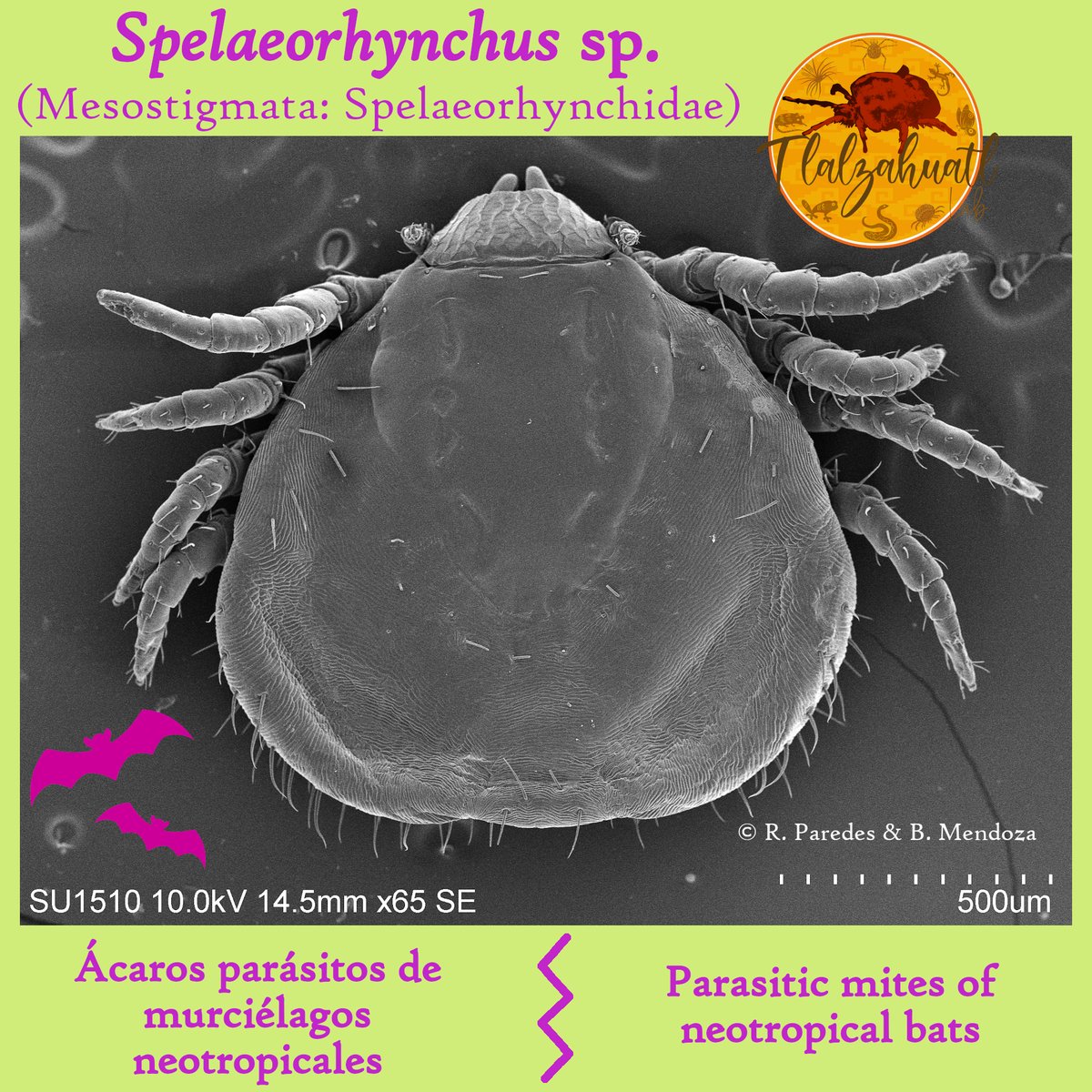 TlalzahuatlLab's tweet photo. #TaxonMonday 155
🕷🔬🦇 Our coordinator @tlalzahuatl illustrates a mite found on bats.
_ _ _ _ _
#LunesDeTaxón 155
🦇🔬🕷 Nuestro coordinador @tlalzahuatl nos ilustra un ácaro encontrado en murciélagos. https://t.co/jNJHQ3wW3S