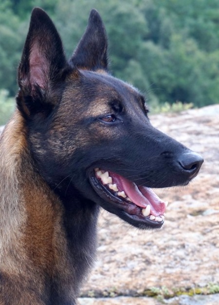 Un estudio realizado en <a href="/VetgenomicsNews/">VETGENOMICS</a> descubre una gran variabilidad genómica y presencia de genes de resistencia a antibióticos en bacterias que habitan la piel de perros sanos biotech-spain.com/es/articles/un…