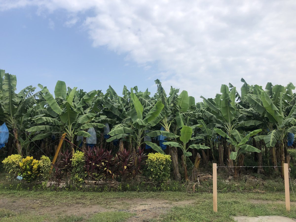 BERMADValves's tweet photo. A massive banana plantation in Guatemala 🇬🇹 now irrigated with BERMADIZED tech! #SmartIrrigation is enabled by the Omega controller. The register has been replaced with the E-Register, and the composite valve proves that mud is not a concern #BERMADIZE #agro #agtech #agtechnology https://t.co/Mcg6XkFlnw
