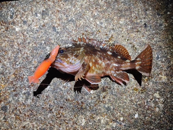 うっうっ4時間半でこの子3本だけ。。。全部リリース

友達と一緒に釣ってなかったら泣いてたわ 