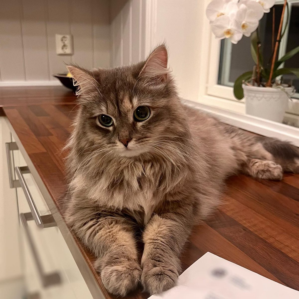 coolmainecoon1's tweet photo. RT
Happy Caturday✨ This weekend I’m spending with my grandpawrents and doggo friend Wilma💚

Do you have any cool plans?😽
#Caturday #Catchers #cat https://t.co/Xtmw7m1rGN