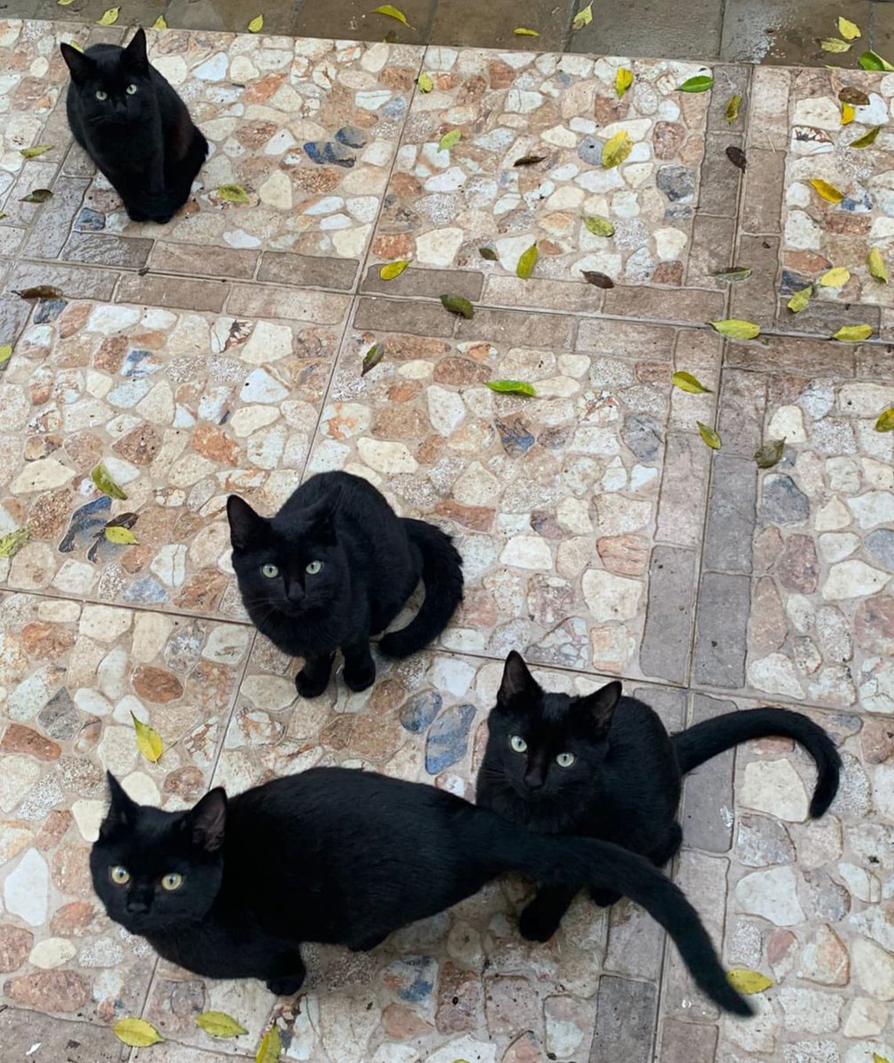beadifusiones's tweet photo. Las cuatro panteritas se han ido en dos adopciones conjuntas chic@s !! No podemos estar más felices ! Son unas preciosidades y ahora llenarán de amor dos hogares estupendos 🥰🥰🥰🥰🥰 https://t.co/ug9bEyf4mv