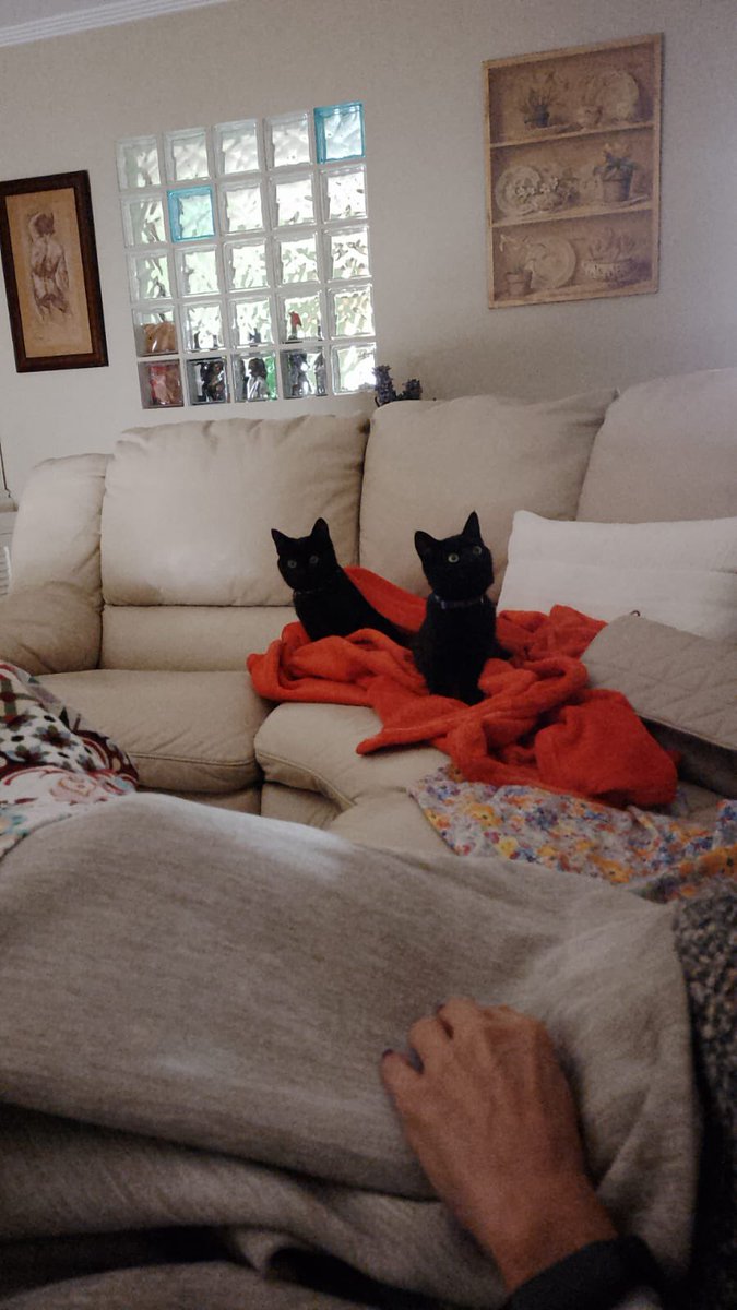 beadifusiones's tweet photo. Las cuatro panteritas se han ido en dos adopciones conjuntas chic@s !! No podemos estar más felices ! Son unas preciosidades y ahora llenarán de amor dos hogares estupendos 🥰🥰🥰🥰🥰 https://t.co/ug9bEyf4mv
