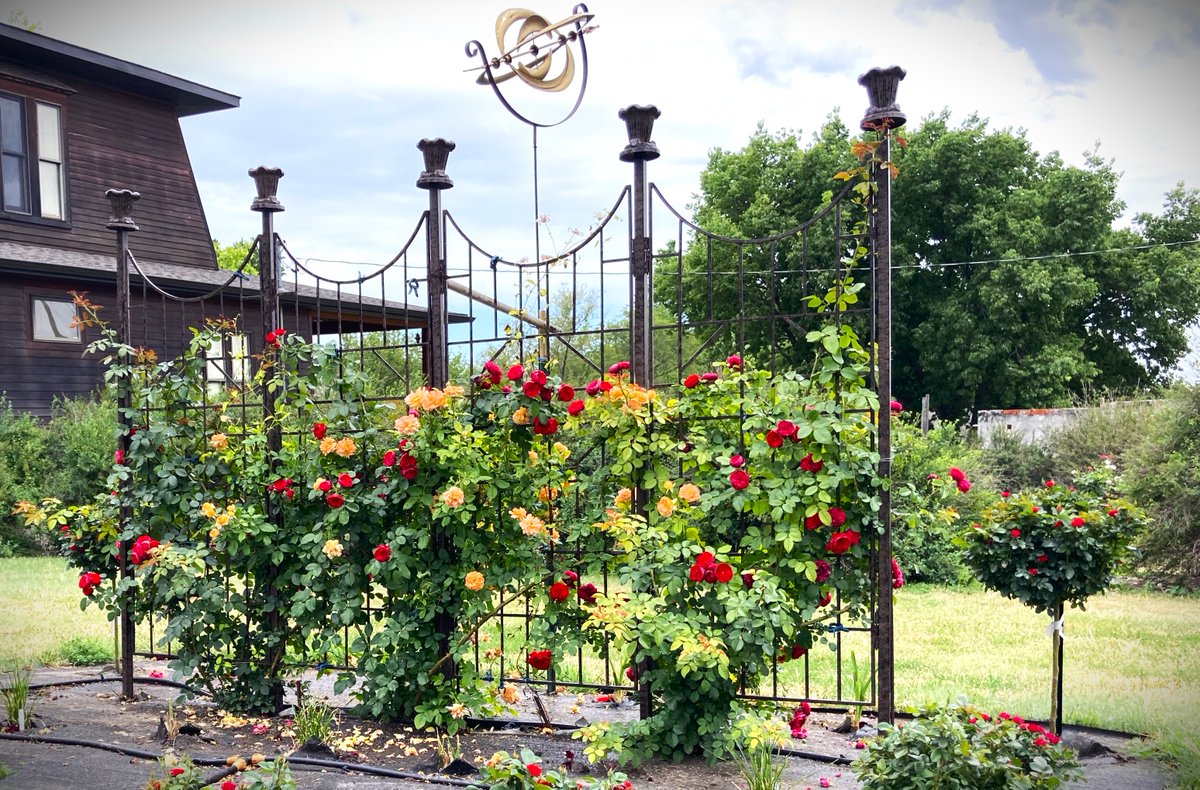 HPotterGardens's tweet photo. Questions about rose trellising?
Check out H Potter to shop and to read more about rose trellising on our blog:
https://t.co/YlxZWleblB
https://t.co/GmCrAXEQJd
#rosetrellis #HPotter #trellis #roses https://t.co/UMl9mprwQg