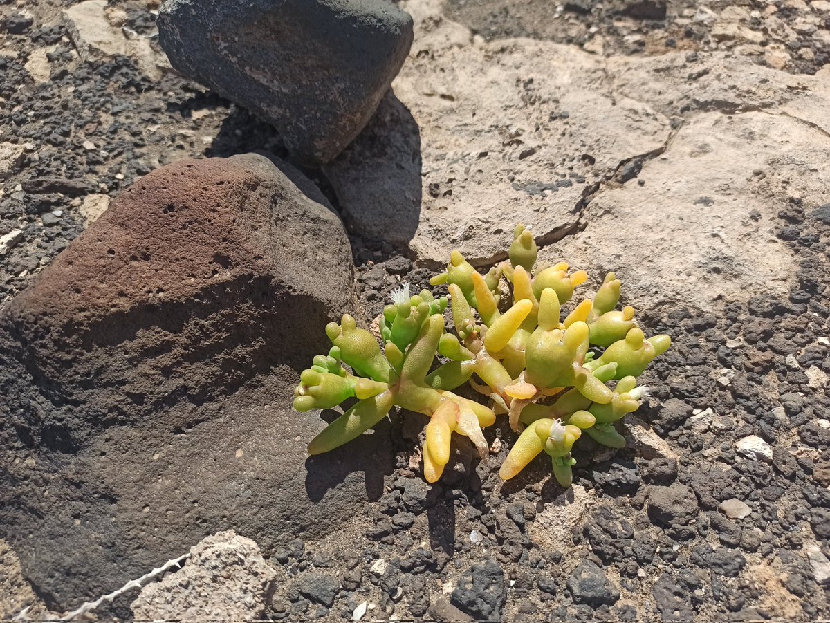 CmeteelNorte's tweet photo. alguien sabe que tipo de planta es . Esta en la costa de Fuerteventura sólo hay unas 10 por esa zona, Yo nunca las había visto @BiodiverSiTal https://t.co/gZxI8z4IiY