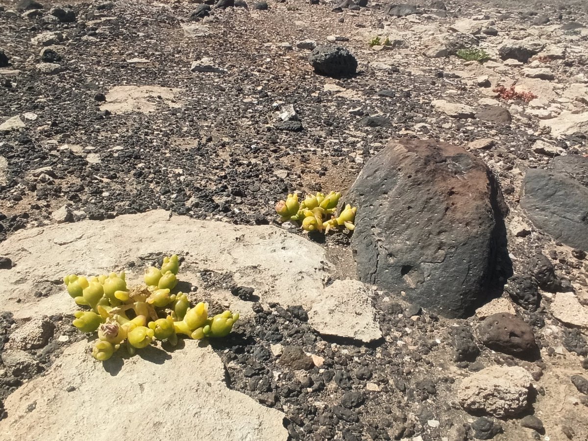 CmeteelNorte's tweet photo. alguien sabe que tipo de planta es . Esta en la costa de Fuerteventura sólo hay unas 10 por esa zona, Yo nunca las había visto @BiodiverSiTal https://t.co/gZxI8z4IiY
