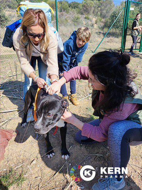 Kernpharma's tweet photo. Nuestra última acción de #voluntariadocorporativo nos ha llevado a pasear perros rescatados por la protectora APAG y #compartir con ellos y nuestrxs compañerxs de #Calier una jornada llena de salud, cariño y risas. Una jornada #SienteCreaComparte 🐶 https://t.co/9X0a9UgMUj