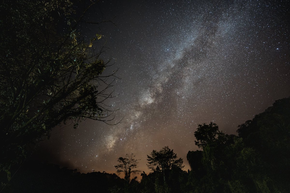 One Tree Planted tweet media