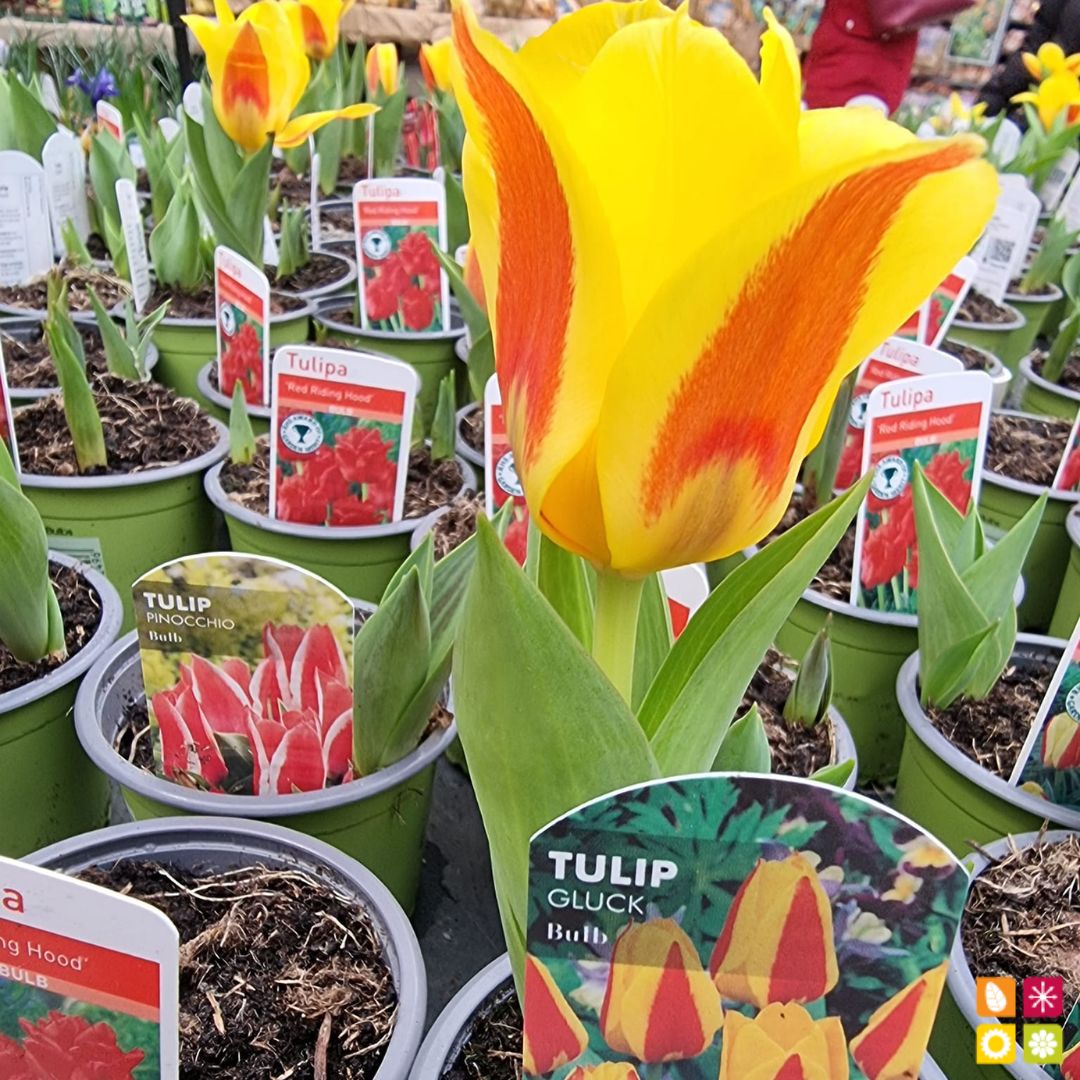 🌼🌻🌸 Stop and smell the flowers at Horkans Garden Centre! 🌺🌷🌹
Come check out our wide variety of plants and flowers today! 🌿

#PlantsMakePeopleHappy #FlowersForDays #HorkansGardenCentre