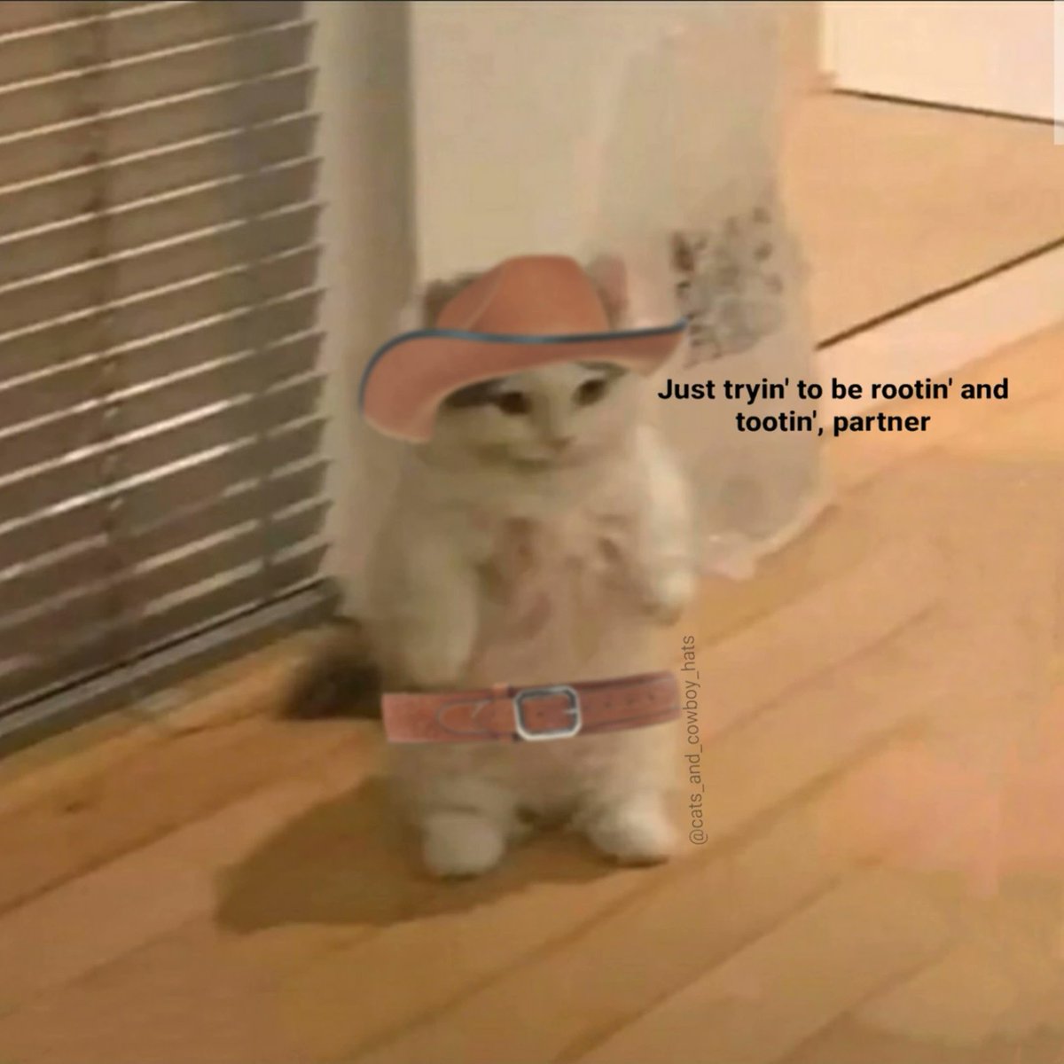 CowboyCats's tweet photo. https://t.co/SjbT59m6or