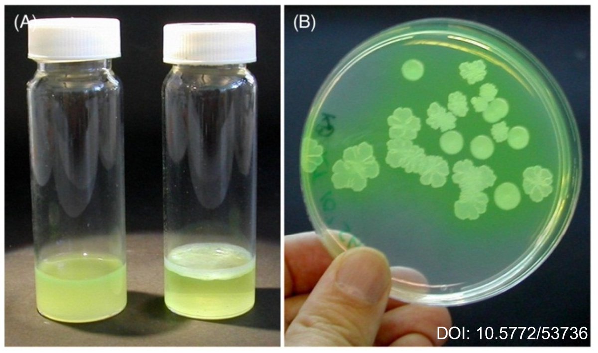 HLXBIO's tweet photo. Helix BioStructures has licensed Corteva AgriSciences’ proprietary Pseudomonas fluorescens (Pf) technology.
#cryoem #crystallization #crystallography #drugdiscovery #drugdesign #protein #proteins #dna #rna #antibody #antibodies #science #nature #research #bio #bionetwork https://t.co/BvCdrrrGYb