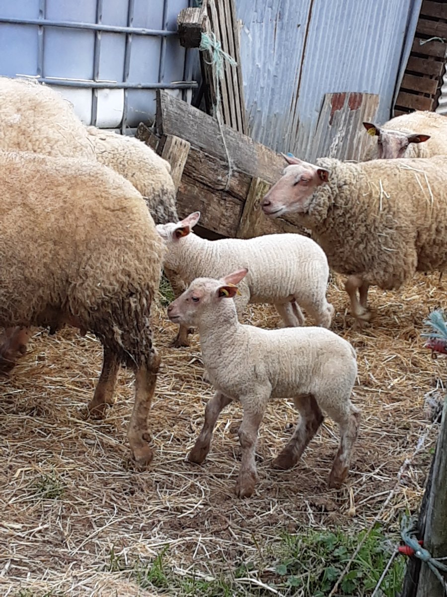 CChalandray's tweet photo. Les CP à la ferme : On a vu des bébés chèvres "les chevreaux", les bébés moutons "les agneaux" et les bébés de la vache "les veaux". On a vu les lapins et les ânes.
Les bébés boivent du lait dans le biberon ou dans les mamelles de la maman. @ClasseDehors @Eco_Ecole https://t.co/4yj1ydjTUG