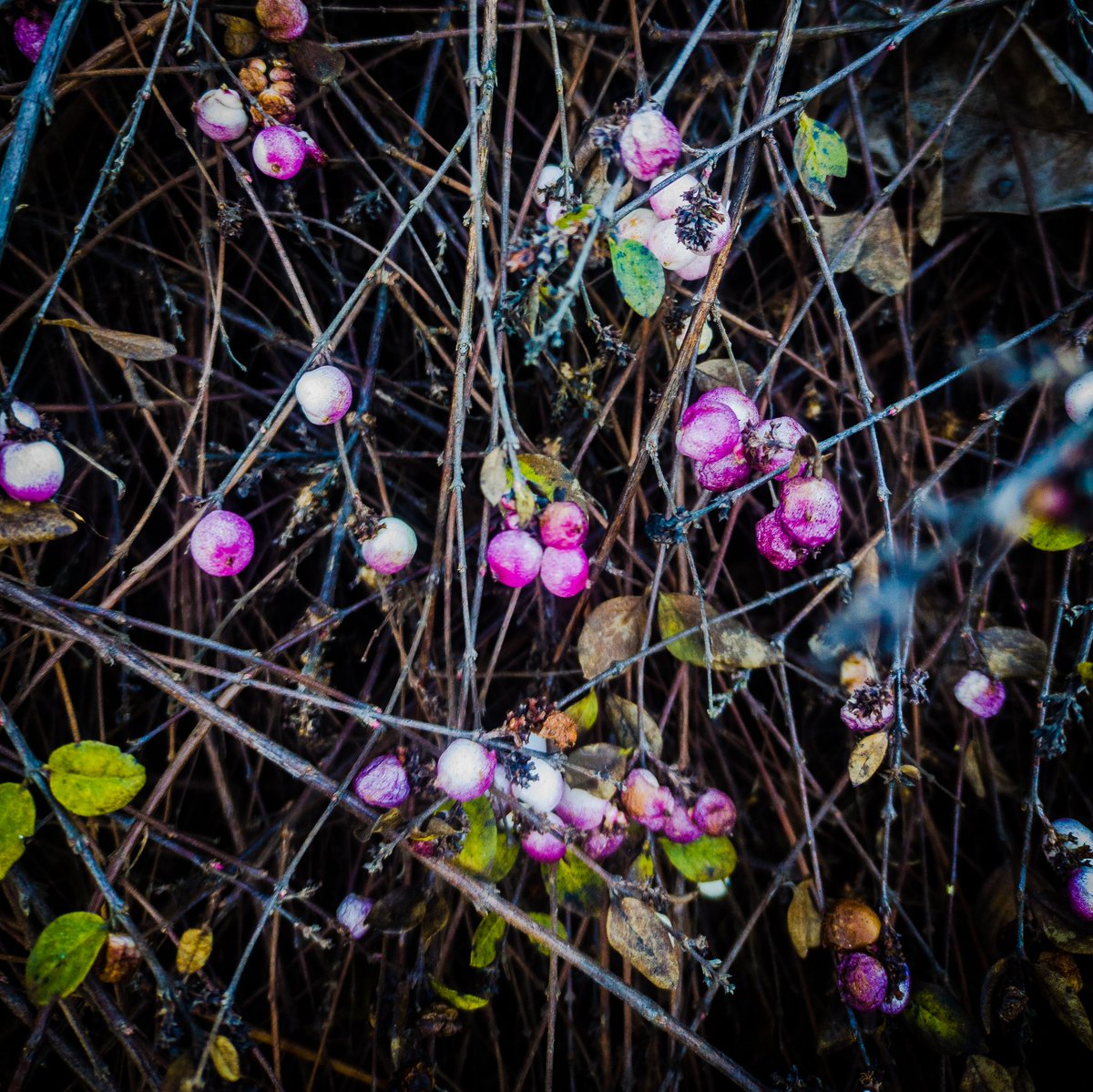 Brightly coloured berries on a tatty bush right besides a main road. 
#photography  #beautyeverywhere