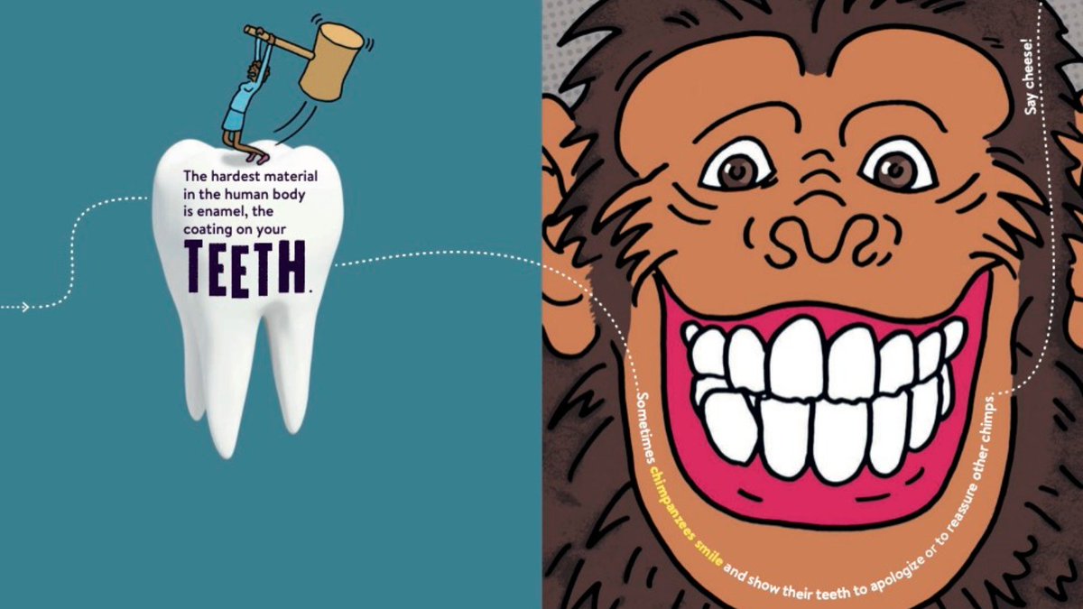 Britannica's tweet photo. The hardest material in the human body is enamel, the coating on your teeth. 🦷💪 

Find out more fascinating facts in Factopia! #factopia #DentistsDay 

https://t.co/qDhVuFv7lO

@BritannicaBooks https://t.co/zE6zni61WX