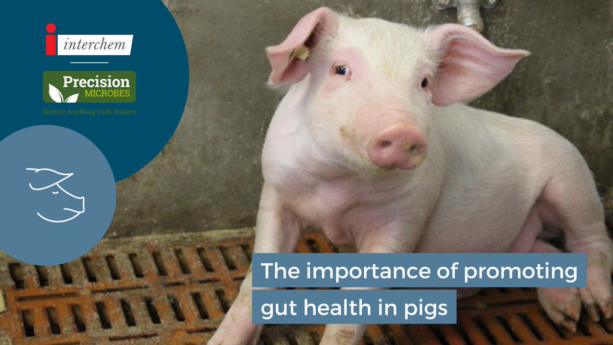 InterchemSwine's tweet photo. Precision Microbes Advanced Gut Stabiliser for Piglets is a pre, pro and #postbiotic. This #complementaryfeed is designed to promote #guthealth in the young #piglet. Contact Interchem to find out how @PM_animalhealth can help improve #pighealth and performance on your unit. https://t.co/o0ApyQmnGA