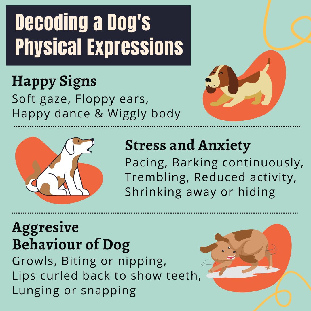 Did you know that by Our Dog's Physical expression we can know if our Furry friend is Happy 😄, Stressed 😔 or Angry 😠

#dogexpressions #dogmood #doglife #dogcare #budgetvetcare