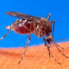 KEMRI has detected a new mosquito species in Kenya. It’s resistant to locally used insecticides and has the potential to transmit malaria throughout the year, unlike traditional malaria-causing mosquitoes. It is also now present in Djibouti, Nigeria, Somalia, Ethiopia and Sudan.