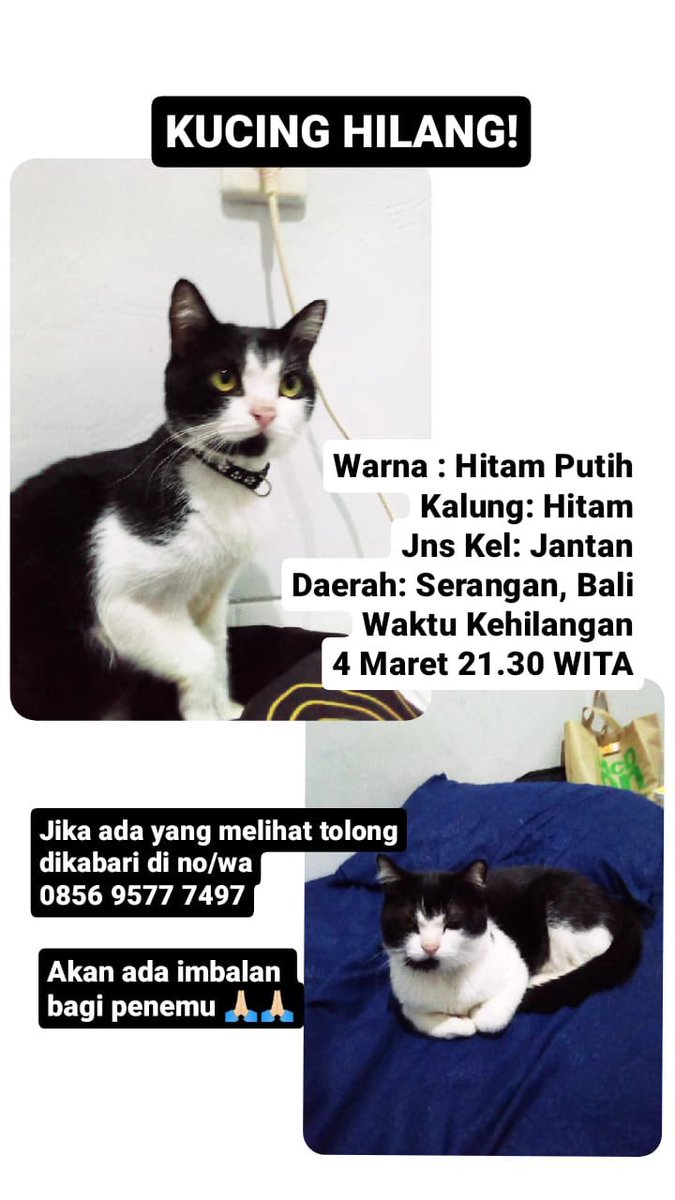 🐈 ⚠️Help RT please⚠️

Kucing aku ilang di daerah Serangan, Bali. Tolong bantu RT ya guys😭😭😔😔 semoga dia cepet ketemu huhuhu