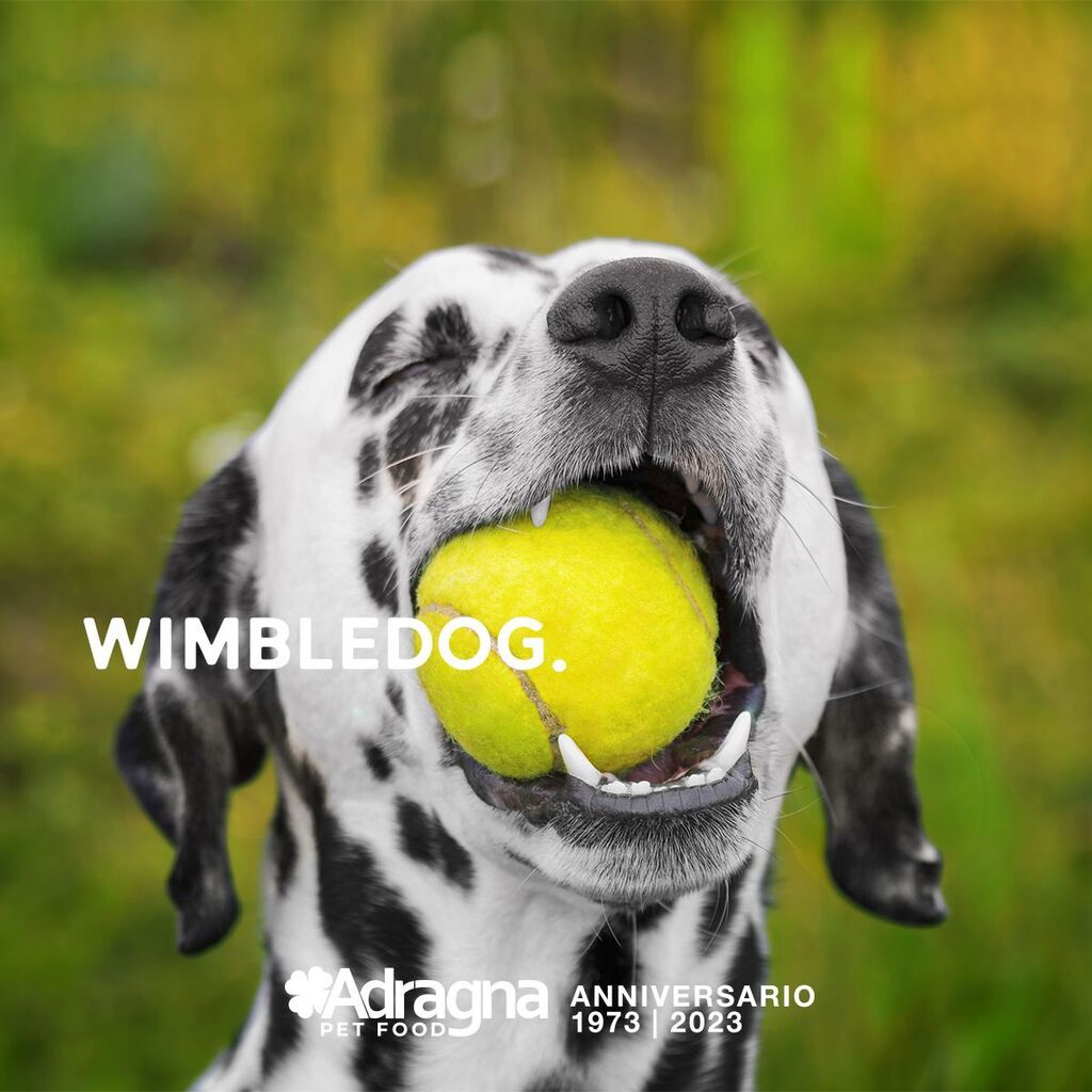 AdragnaPetFood's tweet photo. Basta una pallina per sentirsi campioni. 🎾

#WorldTennisDay #GiornataMondialeDelTennis #50adragna #adragnapetfood #cane #alimentazionecane #alimentazionecanejunior #canecucciolo #alimentazionegatto #gattosterilizzato #gatto #cat #crocchettegatto #crocchettegatti🐱 #alimentazi… https://t.co/Iy7vJy9JtM