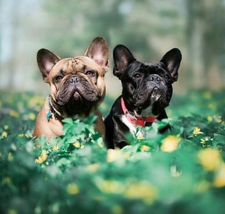 frenchielover60's tweet photo. Best friend🥰🥰

#frenchielover #frenchie #frenchielover #dogsoftwitter https://t.co/ZtaD1Nmw7u
