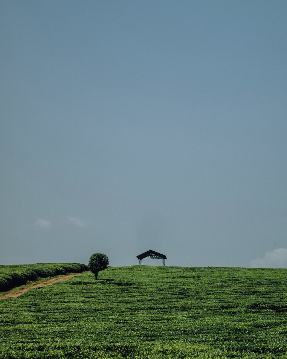 visualsbykoech's tweet photo. Of blue skies and lush greens https://t.co/R24Zxcq6BQ
