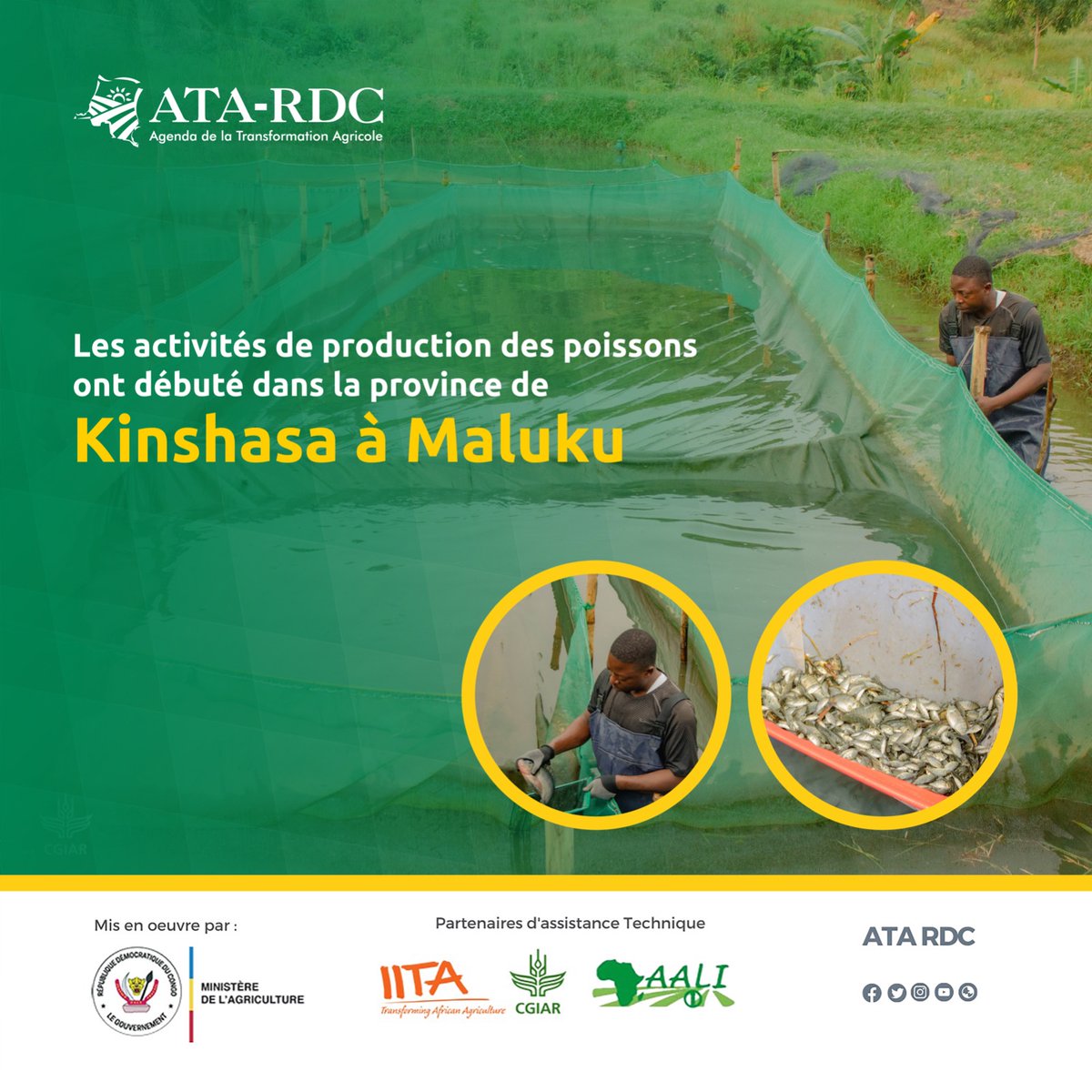 ATARDC's tweet photo. L'agriculture végétale et l'agropastorale sont directement liées. Depuis leur lancement, les activités de production et multiplication des poissons bio vont bon train à Maluku, province de Kinshasa. C'EST DE LA PISCICULTURE MODERNE ! #DeveloppementDurable #AgroProspere
#ATARDC https://t.co/A5ut9tK1N5