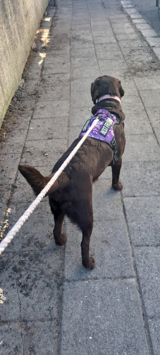 Plus size fólk getur líka veriđ fit. Ég er plus size og ég labba međ hundinn minn 2-3 klst á dag. Btw smá pirringspóstur því fór á ömurlegt Grindr deit og gaurinn trúđi því ekki ađ ég hreyfi mig amk 2 klst á dag.