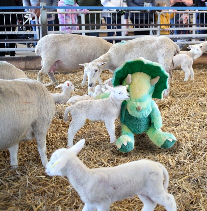 RHC_Library's tweet photo. Digby loved lambing weekend this week and wants to go again!🐑

Come into the library to check out our lambing books today📚

@Reaseheath https://t.co/gB2kCBnnM9