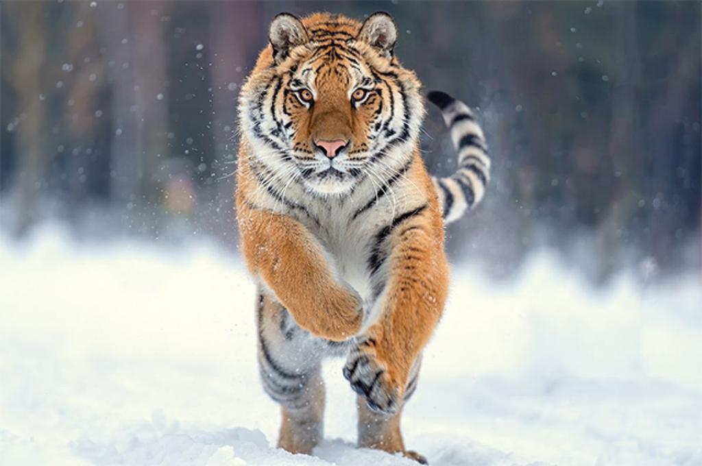Metasalvation11's tweet photo. The Amur tiger event has come to an end🐯
For a whole month we have collected 50.5 points of the Amur Tiger (3 dollars per point) 
This means that we will donate 151 dollars to save the Amur tiger!💲
We are transferring funds to the WWF organization 💚
@WWF

#metavarseofsalvation https://t.co/0GVzsg1Ujy