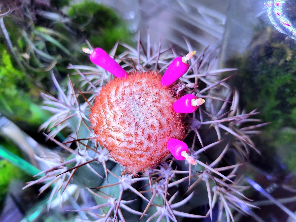 drybizarre's tweet photo. Melocactus violaceus
メロカクタス裳雲が立派な花座から種を次々と作り出しました
サボテンの実生をする時が来たようです(^^;;
実生と言えばアリダマしかしたことが無いので無知ですがせっかく種が取れるので育ててみます(^-^)
#実生
#サボテン
#メロカクタス
#Melocactus https://t.co/l1vUB4W6xs