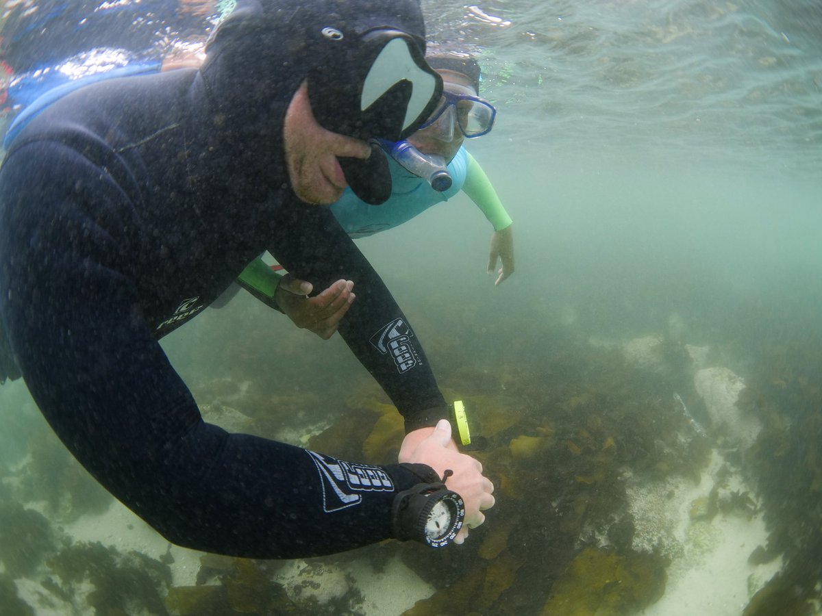 sharkcentre's tweet photo. On Friday, our brave #MarineExplorers ventured out to explore the #KelpForest for the very first time.
It was an exciting day filled with overcoming fears and shrieks of pure joy. The learners also spotted an #octopus hiding in its den, a pyjama catshark and a dark #shyshark! https://t.co/IxdmFSRVTr