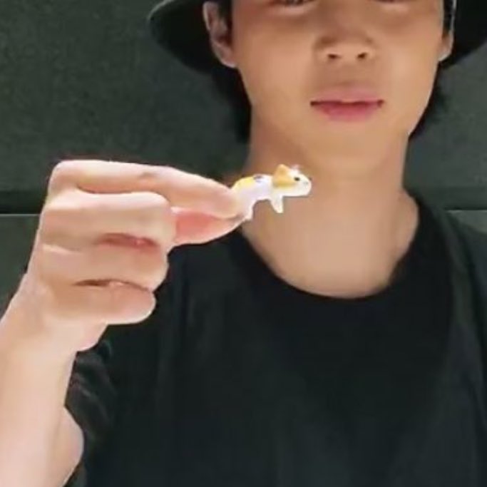 stussyjimin's tweet image. calico cat holding a calico cat