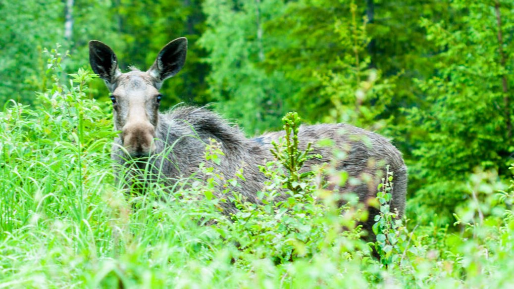 #Moose play a role in carbon cycle and #globalwarming with complex links with #biodiversity and #forestry. Moose eat birch - important tree species for biodiversity - and by so favor the growth of spruce (unpalatable), which is of high market value👉
norwegianscitechnews.com/2023/03/moose-…