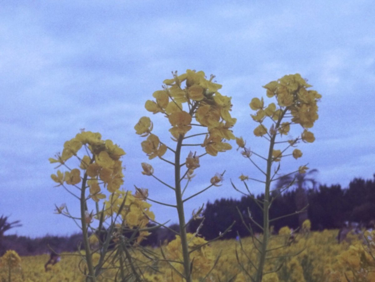 kerotto_3's tweet image. auto110で撮った写真を現像してデータで貰ってきたのです
そういう写りなんだ
#asahiPENTAX #auto110