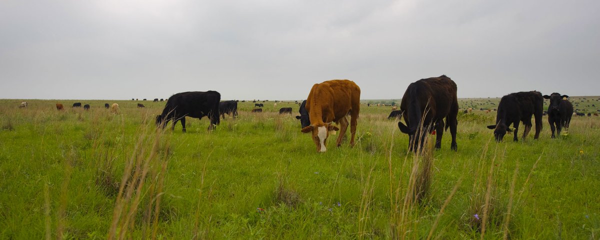 moulouanne's tweet photo. #Vegans have you heard? #VeganLandMovement have found a #DairyLandBuyout5 land plot &amp; need your help to reach the target! #TreesNotCheese 

If you want to :
💚stop animal suffering
💚help wildlife &amp; the planet 
please get involved &amp; donate below. Thank you
https://t.co/u9QzWJYICK https://t.co/7tyaGqOmKi