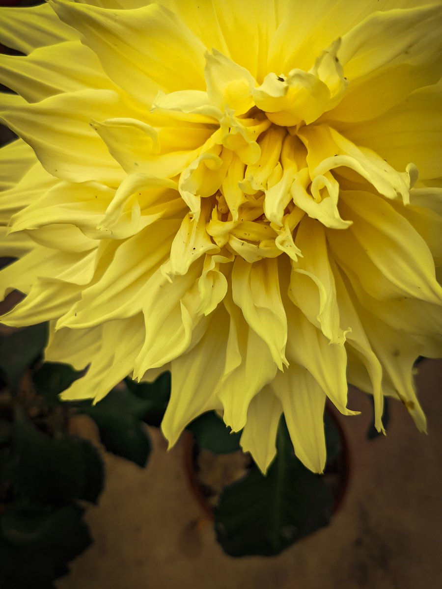 archis0605's tweet image. The PUREST FORM of colour. It signifies power, success, and lavishness.
#photooftheday
#normalmode #photography #pixel4a #flower @madebygoogle @Google @theCanonFanboy @kunalmalhotra26 @haram_khor_