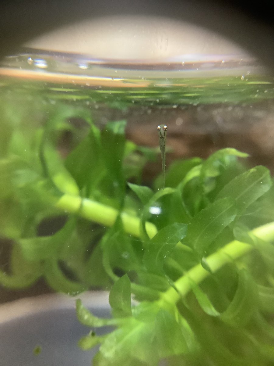 urawanoreiko's tweet photo. #金魚飼育
歴12年で初めて
#金魚の稚魚
を得た。
メダカはどんどん産卵して増えているが、金魚は一度も産卵しないなぁ、と思っていたのだが、実は産卵していて、
私が気づかなかっただけなのかもしれない。 https://t.co/FHLS5QZqGg