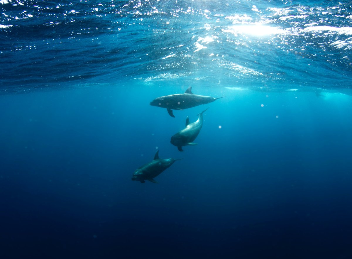 After almost 20 years of talks, UN member states have finally agreed on a treaty to protect the high seas. 🌊

This treaty aims to protect 30% of the world's international waters by 2030! A fantastic result for the future of our Ocean!

#HighSeasTreaty 
bit.ly/3KYxQ6E