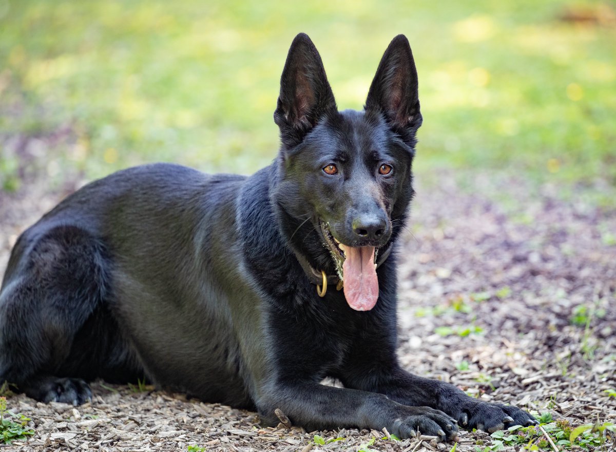 KPTacOps's tweet image. CAD 06-0067 - PD ELSA called to attend an attempt theft of motorbikes at a garage. Two males made off. PD ELSA located a track on which she located a set of bolt croppers that had been hidden and sent for DNA testing #PropertySearch #Gpd #PdElsa #Dna
