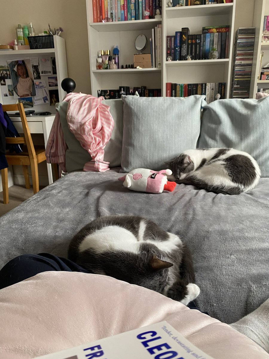 Adopted these 2 beauties a week ago and they officially claimed my daughter as their own and won’t go anywhere without her.  #CatsOfTwitter