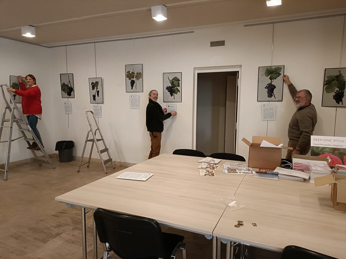 Installation de l'expo <a href="/AcademieAgri/">Académie Agriculture</a> les #raisins 🍇  de #Redouté au siège de la <a href="/laSNHF/">Société Nationale d'Horticulture de France</a> 86 rue de Grenelle 75007 Paris 
A voir du 14 mars au 11 avril.