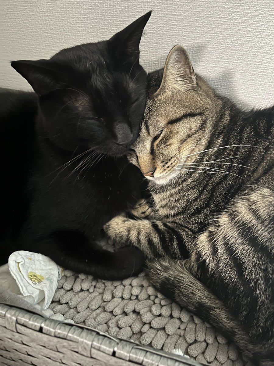 mihi55's tweet photo. @410okayama_ @ka_wa_mu 黒猫→ジジ
トラ猫→小鉄　です♪
使って頂けたら嬉しいニャ〜 https://t.co/d92KQVArFr