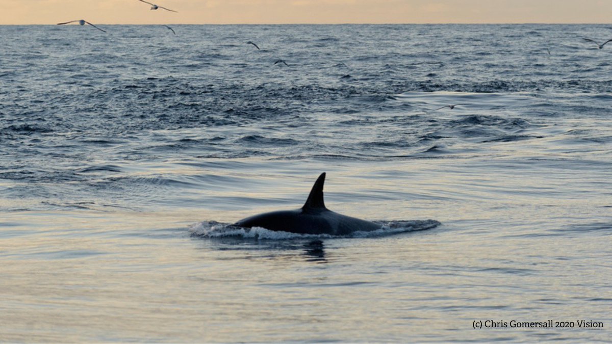 A historic UN Ocean Treaty was agreed on Sat to protect our high seas. It provides a mechanism to designate MPAs in international waters to prevent wildlife loss, protect carbon stores &amp; support our resilience to climate change. <a href="/annika_clements/">Annika Clements</a> explains 👉bit.ly/3yfUq3i